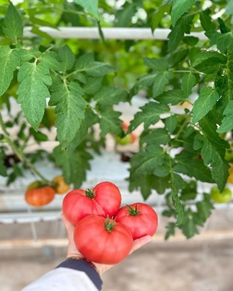 Akyazı serasında dalından hasat edilen pembe domates