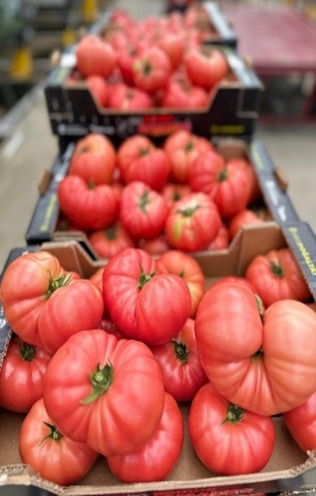 Akyazı serasında kasalanmış pembe domatesler